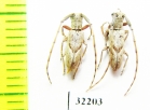 Cerambycidae sp.  South Africa Rep. - INSECTS-STORE.RU