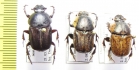 Chironitis pamphilus, pair/C.haroldi  Armenia/Uzbekistan - INSECTS-STORE.RU
