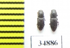 Pycnomerus sulcicollis  Russia, N.Caucasus - INSECTS-STORE.RU