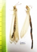 Myrmeleontidae sp.  Tajikistan - INSECTS-STORE.RU