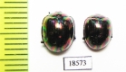 Tenebrionidae sp.  Malaysia, Borneo - INSECTS-STORE.RU