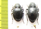 Platyope mongolica, pair  Mongolia - INSECTS-STORE.RU