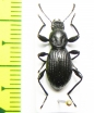 Tenebrionidae sp.  Taiwan - INSECTS-STORE.RU