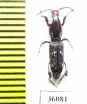 Brentidae sp.  Thailand - INSECTS-STORE.RU