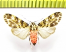 Erebidae sp.  Honduras - INSECTS-STORE.RU