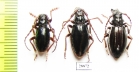 Eodorcadion carinatum involvens, pair  Russia, Tuva reg. - INSECTS-STORE.RU