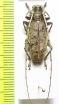 Acalolepta rusticatrix pseudobianor  Philippines - INSECTS-STORE.RU