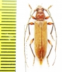 Cerambycidae sp.  Bolivia - INSECTS-STORE.RU