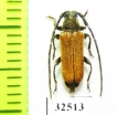 Anisarthron barbipes  Poland - INSECTS-STORE.RU