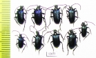 Carilia virginea  Russia, Tver reg. - INSECTS-STORE.RU