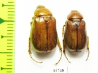 Melolonthinae sp.  Iran, Boyer-Ahmad prov. - INSECTS-STORE.RU