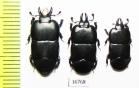 Hololepta laevigata  Indonesia, Sumatra - INSECTS-STORE.RU