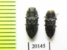 Anthaxia confusa  Spain - INSECTS-STORE.RU
