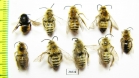 Hymenoptera sp.  Russia, Tver reg. - INSECTS-STORE.RU
