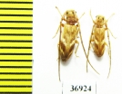Cerambycidae sp.  South Africa Rep. - INSECTS-STORE.RU