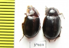 Hybosoridae sp.  South Africa Rep. - INSECTS-STORE.RU