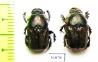 Chironitis pamphilus, pair  Russia, Astrakhan reg. - INSECTS-STORE.RU