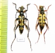 Leptura aurosericans, pair  Laos - INSECTS-STORE.RU