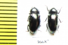 Tenebrionidae sp.  Indonesia, Sumatra - INSECTS-STORE.RU