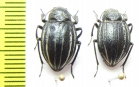 Platyope proctoleuca chinensis  Mongolia - INSECTS-STORE.RU