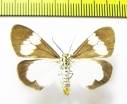 Geometridae sp.  Laos - INSECTS-STORE.RU