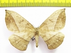 Saturniidae sp.?  Peru - INSECTS-STORE.RU