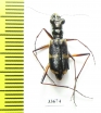 Dystipsidera flavipes  Australia - INSECTS-STORE.RU