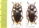 Eodorcadion carinatum involvens, pair  Russia, Tuva reg. - INSECTS-STORE.RU