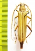 Malacopterus tenellus  Peru - INSECTS-STORE.RU