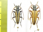 Stenocorus vittatus  Kazakhstan - INSECTS-STORE.RU