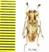 Cerambycidae sp.  China, Guangxi prov. - INSECTS-STORE.RU