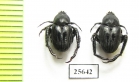 Hopliini sp.  South Africa Rep. - INSECTS-STORE.RU