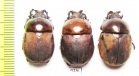 Dicaulocephalus fruhstorferi  China, Guangxi prov. - INSECTS-STORE.RU