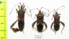 Hemiptera sp.  Cuba - INSECTS-STORE.RU