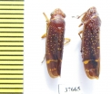 Homoptera sp.  Honduras - INSECTS-STORE.RU