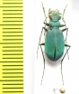Platydela segonzaci  Morocco - INSECTS-STORE.RU