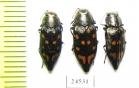 Trachypteris picta  Kirgizstan - INSECTS-STORE.RU