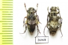 Cerambycidae sp.  South Africa Rep. - INSECTS-STORE.RU