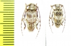 Cerambycidae sp.  Malawi - INSECTS-STORE.RU