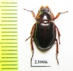 Hybosoridae sp.  South Africa Rep. - INSECTS-STORE.RU