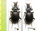 Cychrus attenuatus  Slovenia - INSECTS-STORE.RU