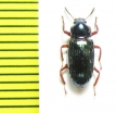 Tenebrionidae sp.  Malaysia, Borneo - INSECTS-STORE.RU