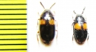 Basanus sp.  Malaysia, Borneo - INSECTS-STORE.RU