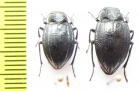 Platyope proctoleuca chinensis, pair  Mongolia - INSECTS-STORE.RU