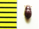 Menimus sp.  China, Hubei prov. - INSECTS-STORE.RU