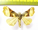 Geometridae sp.  Bolivia - INSECTS-STORE.RU