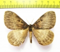Saturniidae sp.?  South Africa Rep. - INSECTS-STORE.RU