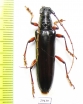 Cerambycidae sp.  Panama - INSECTS-STORE.RU