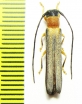 Oberea inclusa  Russia, Far East - INSECTS-STORE.RU