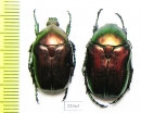 Protaetia angustata  Italy - INSECTS-STORE.RU
